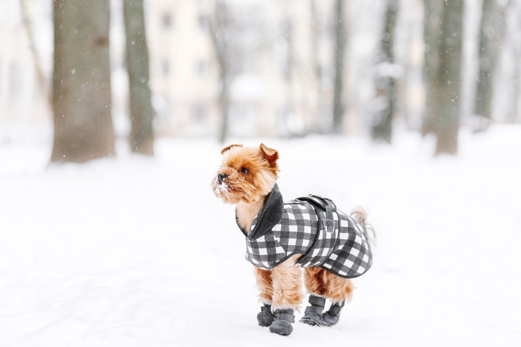 Picture of: Are Dog Boots Good For Your Pet?