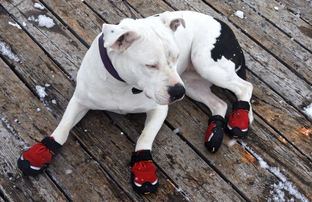 Picture of: DIY Dog Bootie Plans: Homemade Paw Protectors!